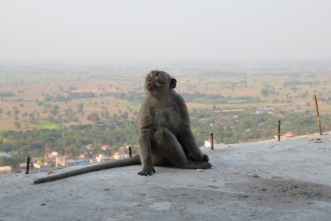 A curious monkey